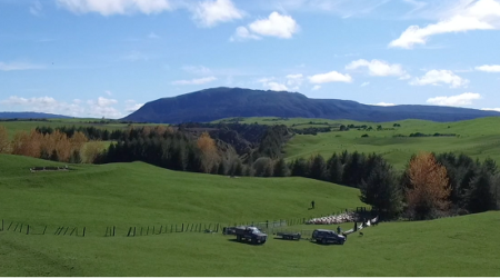 Landscape image of a hilly New Zealand farm