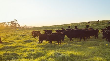 Cattle In The Field At Sunset