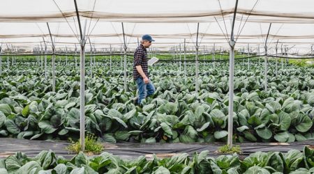 Farmer Walking In A Greenhouse With Digital Tablet In Hand