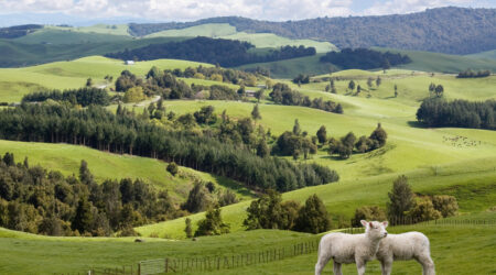 Two sheep in the foreground of sprawling, green farmland, hills and fields.