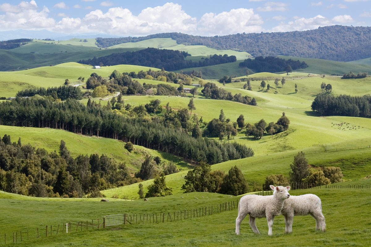 Two sheep in the foreground of sprawling, green farmland, hills and fields.